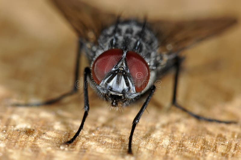 Fly portrait with big eyes. Fly portrait with big eyes