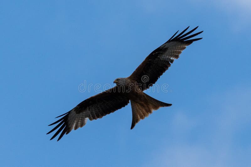 The fly of black kite stock image. Image of eagle, rapace 150942381