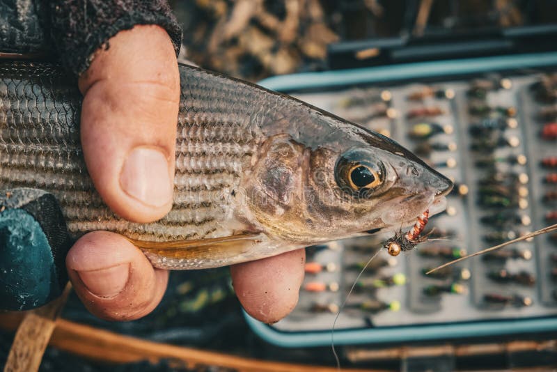 Fly Box and Fishing Tackle on the River Bank Stock Image Image of angling, fisher 247027161