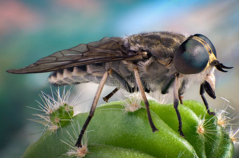Fly on a cactus stock image. Image of miniature, cleg 84448483