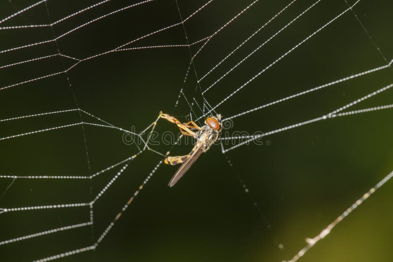 Fly Caught in a Spider`s Web Stock Photo - Image of spider, predator