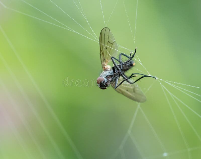 Fly Caught in Spider Web stock photo. Image of macro - 157698500
