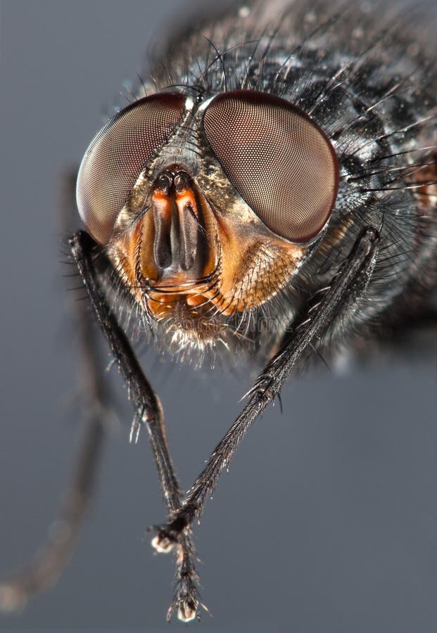 Fly close up