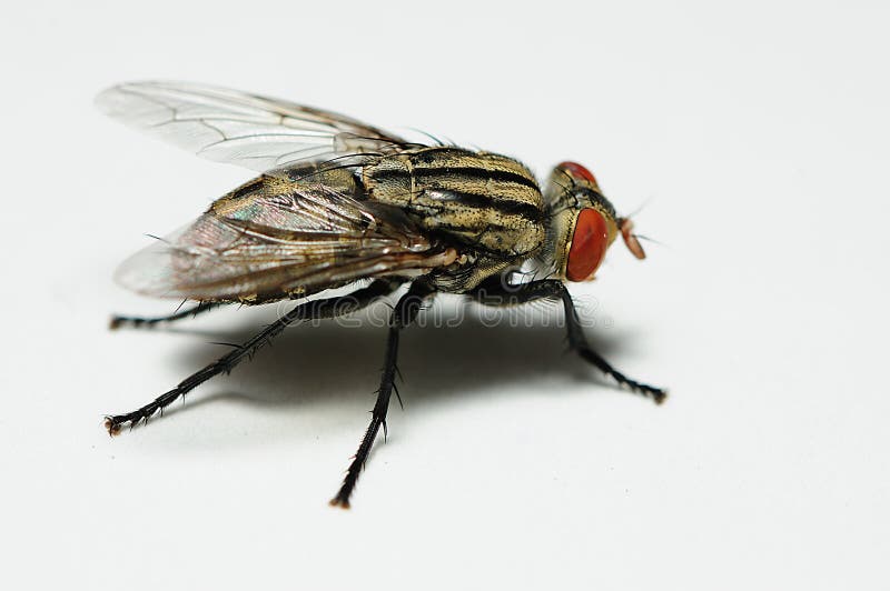 Fly close up