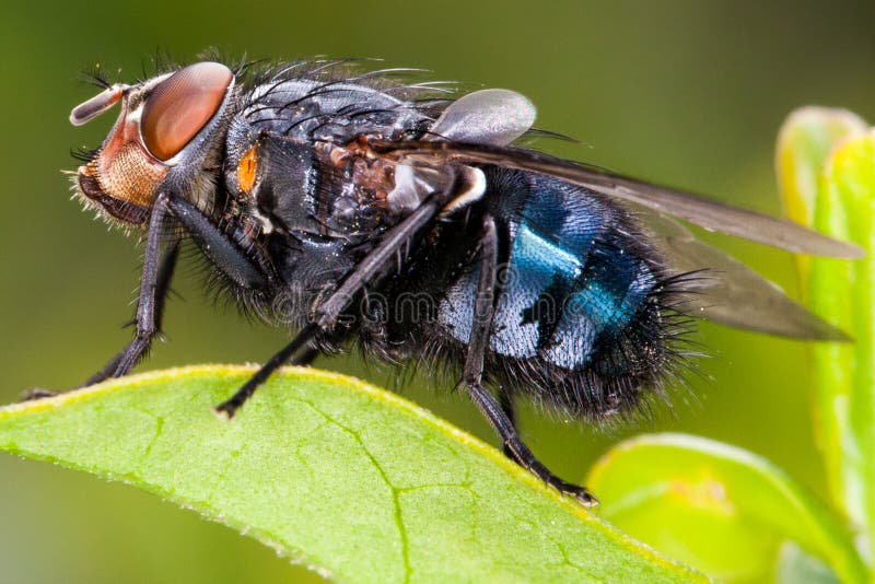 Fly close up, insect macro. Bluebottle