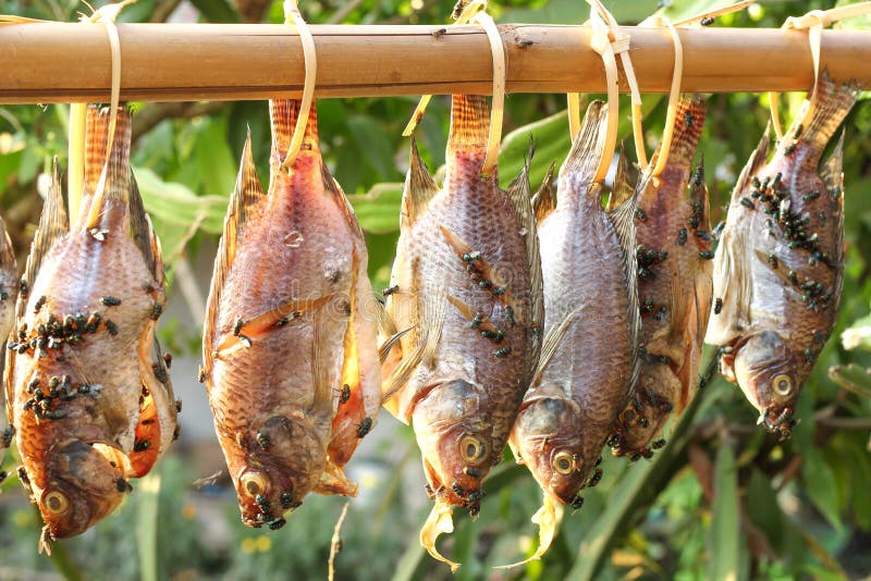 Dried fish at the market stock photo. Image of preserve 20395586