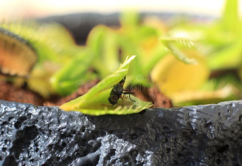 Fly Eaten by Venus Flytrap stock photo. Image of insect 273100870