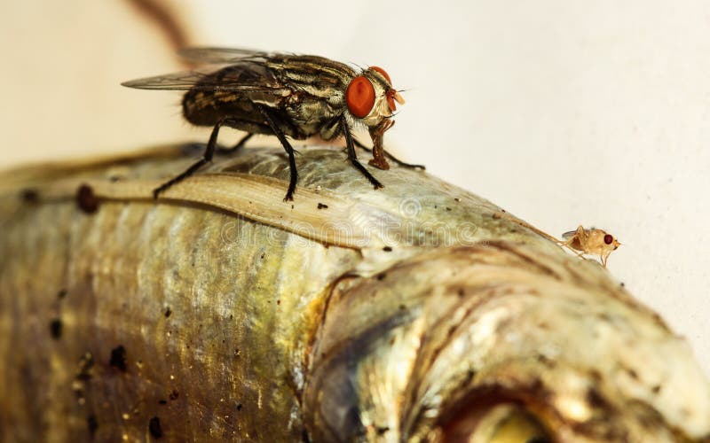 Fly eating dried fish. stock photo. Image of food, carp 89533620