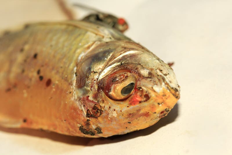 Fly eating dried fish stock image. Image of green, colorful 63768101
