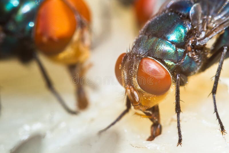 Fly eating dried fish stock image. Image of horsefly 63768141