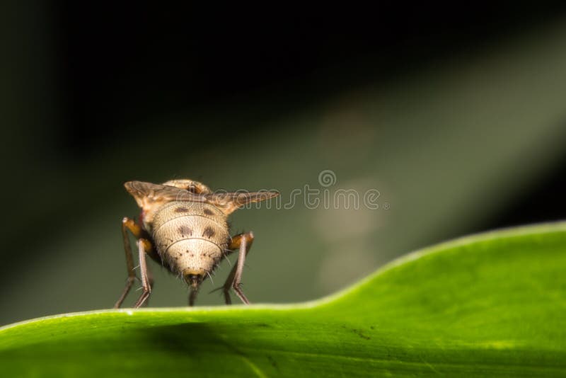 Fly royalty free stock image