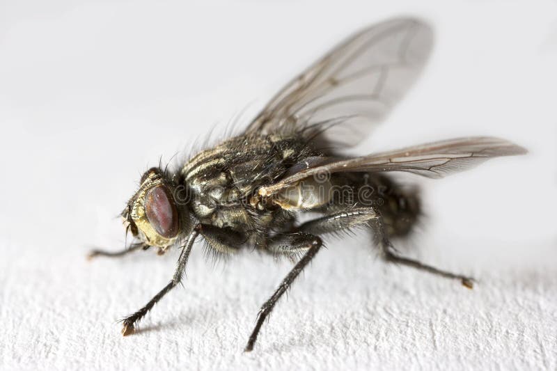 Foto di una casa volare in estremo modalità macro.