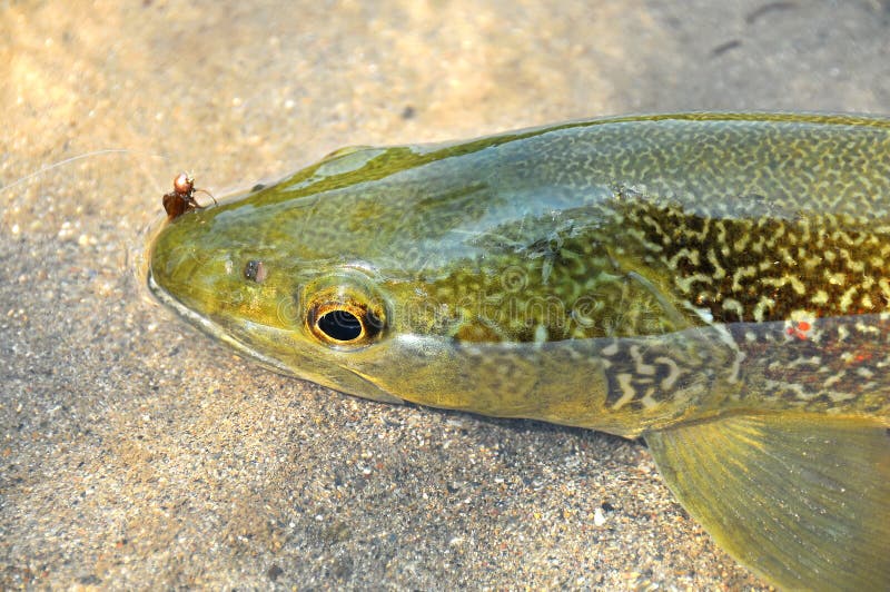 Fly Fishing stock photos Fly Fishing stock photos