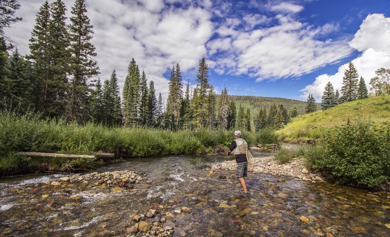 Fly Fishing on a crystal clear trout stream in the Rocky Mountains near Telluride , Colorado