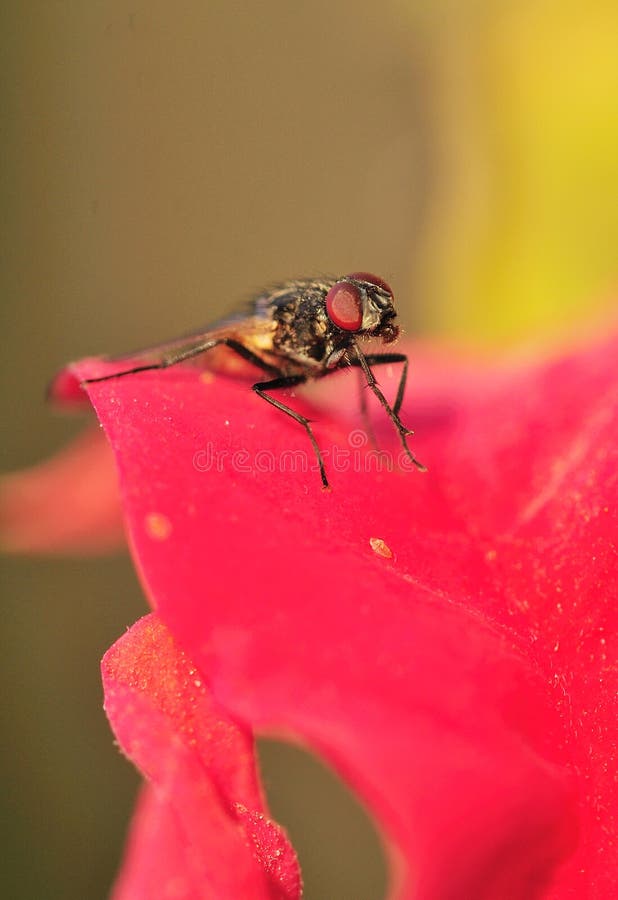 Fly and flower stock image. Image of control, small, background 13722745