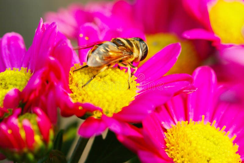 The fly and flower