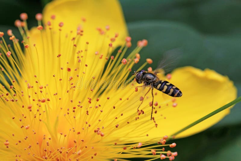 The fly and the flower stock image. Image of flower, summer 32519361