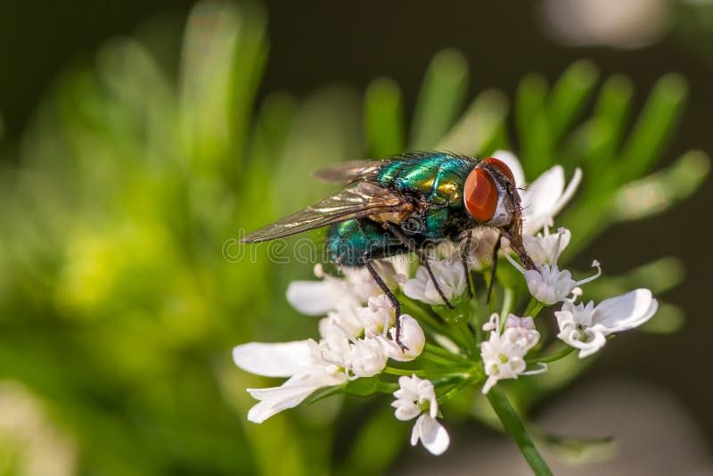 Fly on a flower - great detail of face,  compound eye, and thorax