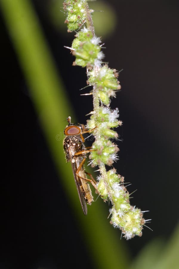 Fly on flower stock photo. Image of green, macro, nectar 49919794