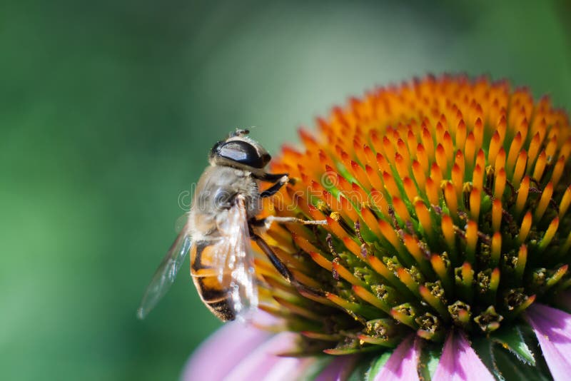 Fly on the flower stock photo. Image of pollen, nature 68515784