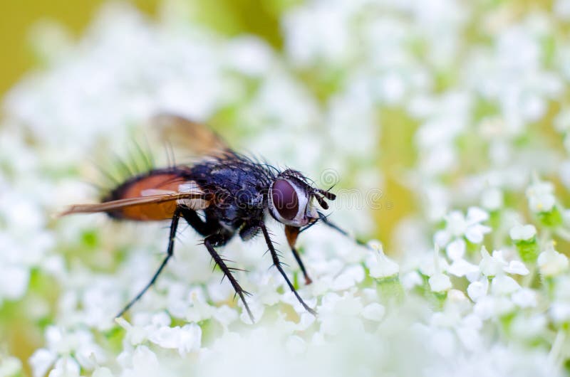 Fly on a flowers stock image. Image of detail, colorful 34091759