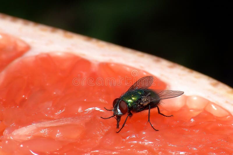 Fly on grapefruit