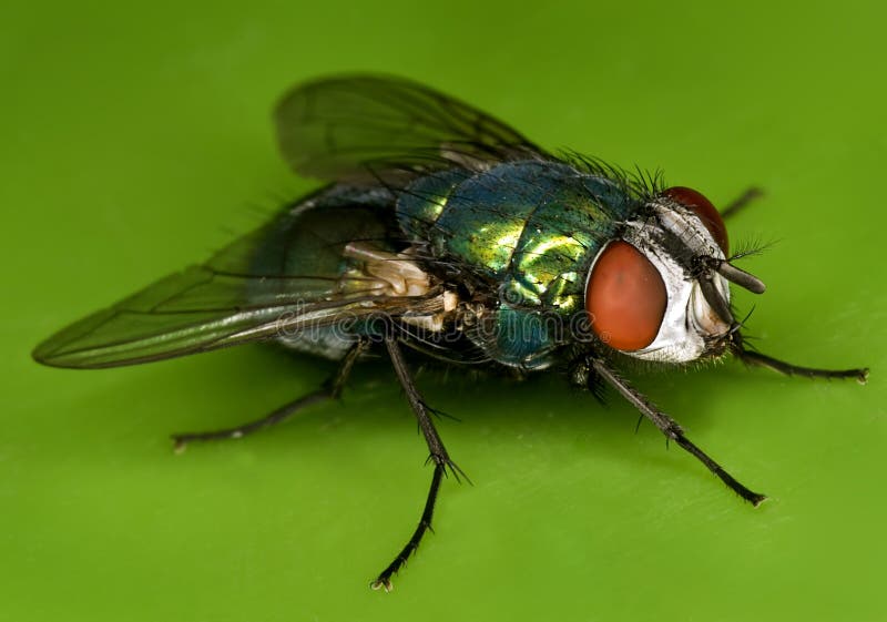 Fly on green