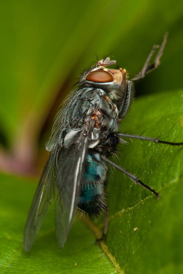 Fly on green leaf