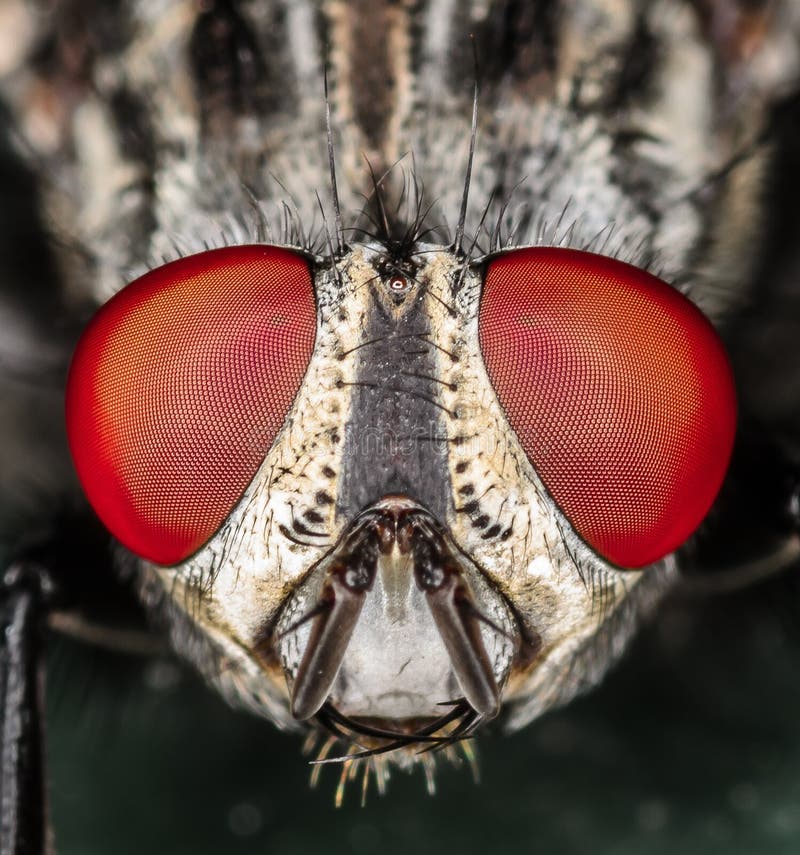 Top 96+ Images close up of a fly’s eye Stunning