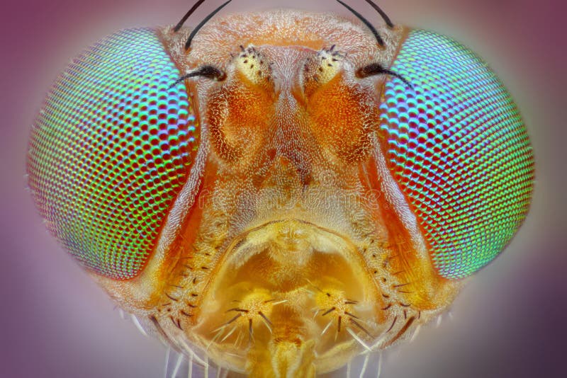 fly head taken with 25x microscope objective