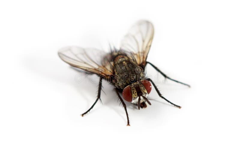 Fly isolated on white background royalty free stock photos Fly isolated on white background royalty free stock photos