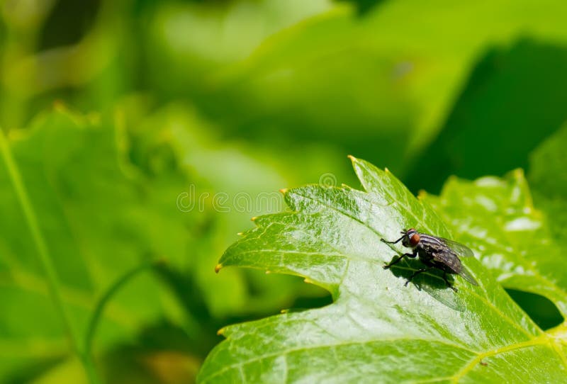 Fly on a leaf