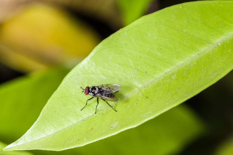 Fly on a leaf stock photo. Image of eyes, insect, domestic 31385042