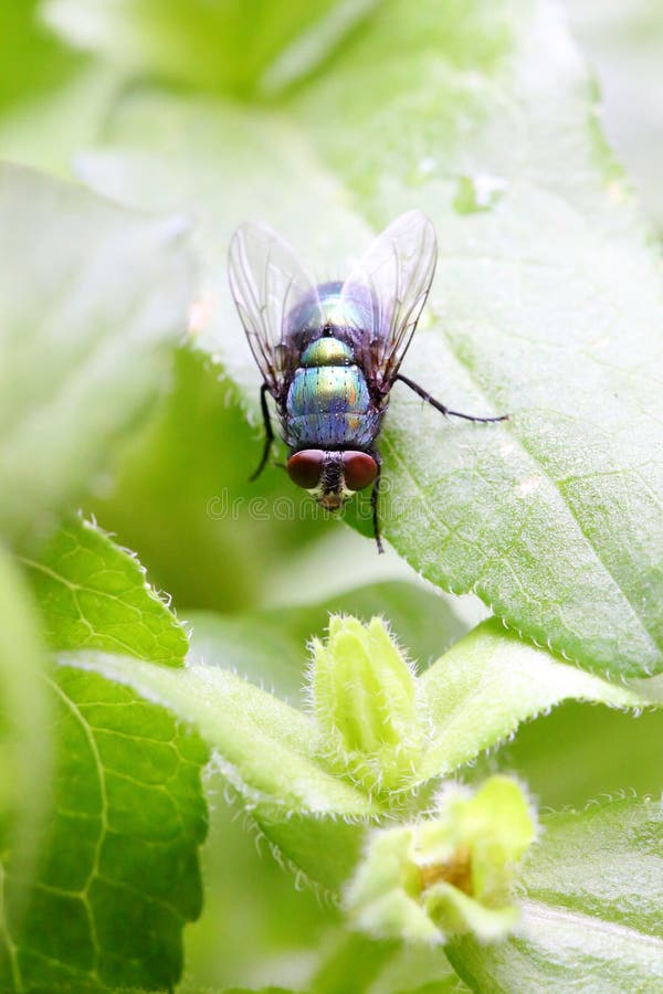 The fly(Lucilia sericata Meigen) is a general term for insects in the family Muscidae, Diptera, and genus Musca. The head is spherical or hemispherical, with a pair of antennae There is a mouthpiece below the head There are three pairs of feet below the chest, and the end of the foot is its unique claw pad. The back of the chest has different luster, stripes, and colors.Lucilia sericata Meigen is an animal belonging to the family Calliphoridae, Diptera, and the genus Chloroflies. The silky green fly is completely abnormal, with a metallic luster of blue and copper The head is wide, with black compound eyes on top, deep red in color, black brown antennae, short awns, and feather like branches on both sides Chest and abdomen are blue-green with a purple luster The small hairs on the chest are long and dense, with cilia on the base and abdomen of the back chest, and the end of the anal tail is pointed When the larvae mature, they are yellow white and appear in the shape of maggots.Flies carry many pathogens and can transmit over 30 diseases, including typhoid fever, paratyphoid fever, poliomyelitis, infectious hepatitis, polio, cholera, dysentery, infant diarrhea, food poisoning, and intestinal parasitic diseases. The fly(Lucilia sericata Meigen) is a general term for insects in the family Muscidae, Diptera, and genus Musca. The head is spherical or hemispherical, with a pair of antennae There is a mouthpiece below the head There are three pairs of feet below the chest, and the end of the foot is its unique claw pad. The back of the chest has different luster, stripes, and colors.Lucilia sericata Meigen is an animal belonging to the family Calliphoridae, Diptera, and the genus Chloroflies. The silky green fly is completely abnormal, with a metallic luster of blue and copper The head is wide, with black compound eyes on top, deep red in color, black brown antennae, short awns, and feather like branches on both sides Chest and abdomen are blue-green with a purple luster The small hairs on the chest are long and dense, with cilia on the base and abdomen of the back chest, and the end of the anal tail is pointed When the larvae mature, they are yellow white and appear in the shape of maggots.Flies carry many pathogens and can transmit over 30 diseases, including typhoid fever, paratyphoid fever, poliomyelitis, infectious hepatitis, polio, cholera, dysentery, infant diarrhea, food poisoning, and intestinal parasitic diseases.