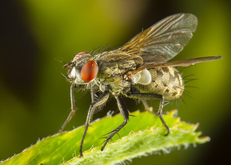 Fly macro phography posing and showing her wings royalty free stock image