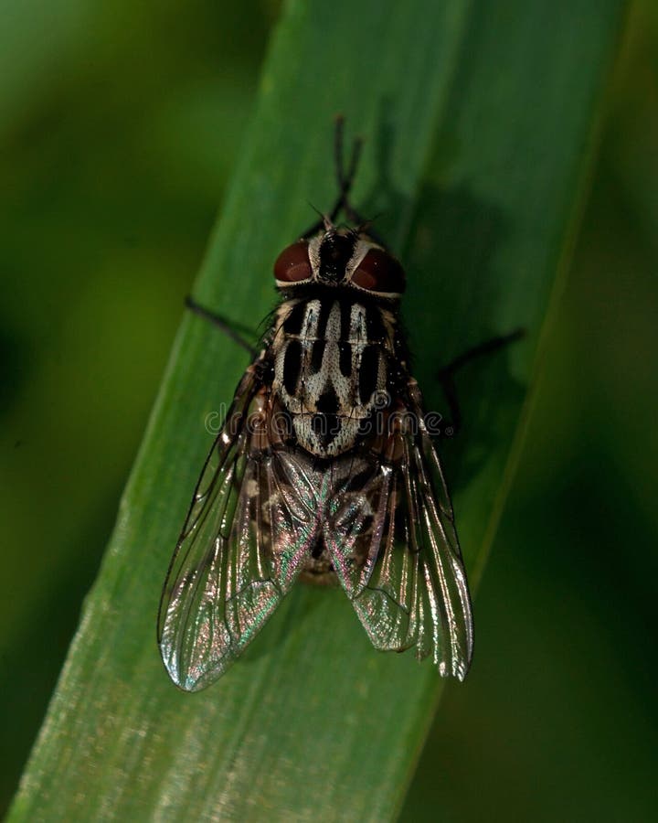 Fly Muscidae graphomya maculata sitting on a green leaf