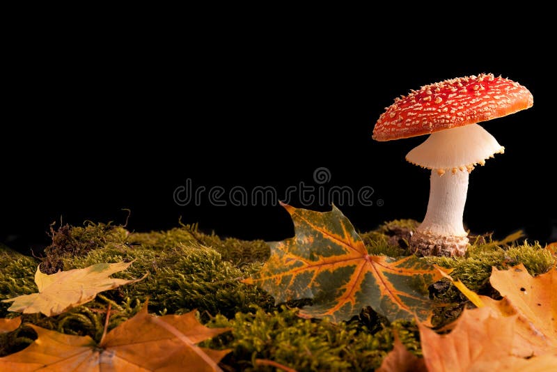 Fly mushroom moss and autumn leaf