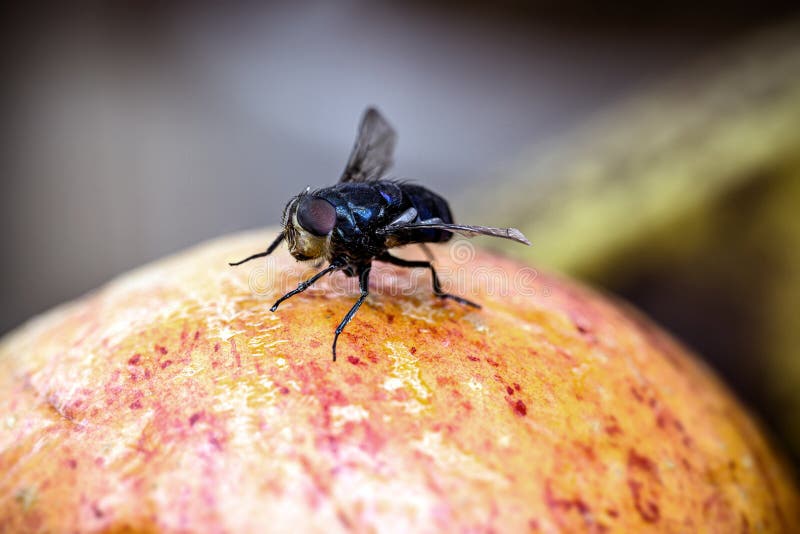 Fly on Old Fruit, Apple Spoiled with Flies in the Kitchen Stock Image