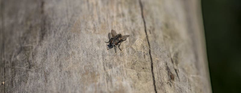 Fly on old tree in summer day