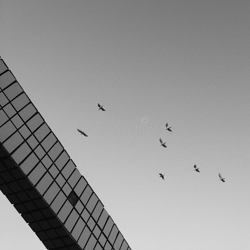 Fly over the walls stock image. Image of white, black 146767957