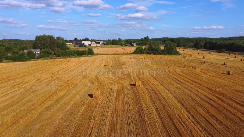 Fly over yellow harvested field. Straw bales. Agriculture and harvesting concept.