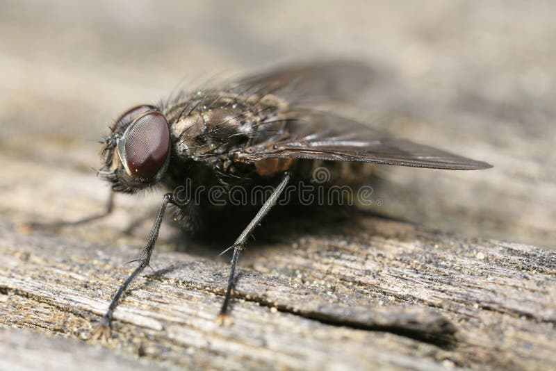 Fly perched on wood