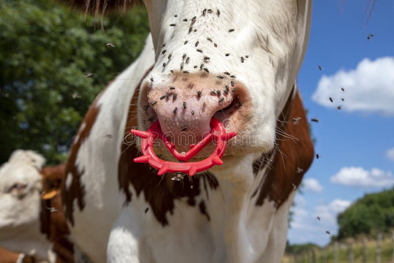 Fly on the pink nose of a cow with spiked nose ring, a maverick calf weanin...