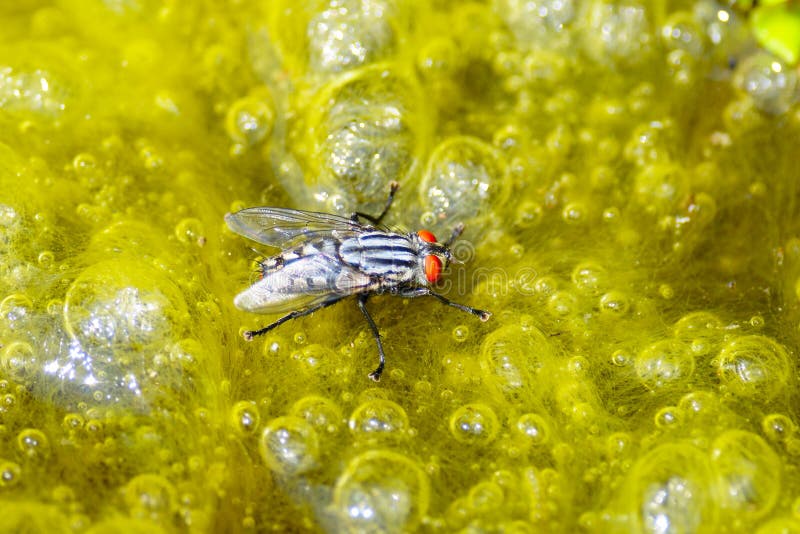 Fly in Pond stock image. Image of insect, common, green 11120373