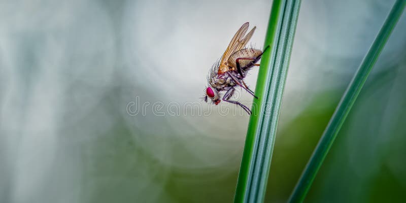 Helina reversio on pausing on a Marram Leaf. This fly also belongs to the Muscidae or houseflies. .This image perhaps conveys the concept of a fly pondering life and its surroundings, if they could in fact do so. Helina reversio on pausing on a Marram Leaf. This fly also belongs to the Muscidae or houseflies. .This image perhaps conveys the concept of a fly pondering life and its surroundings, if they could in fact do so