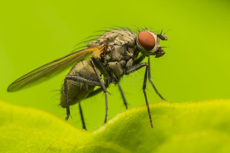 Fly Profile royalty free stock image