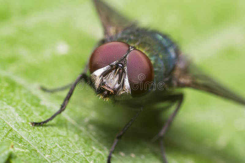 Macro Photo Of The Hypnotizing Red Eyes Of A Housefly - Frontal View. Macro Photo Of The Hypnotizing Red Eyes Of A Housefly - Frontal View