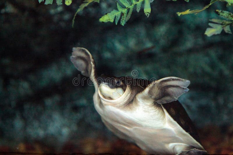 albino fly river turtle