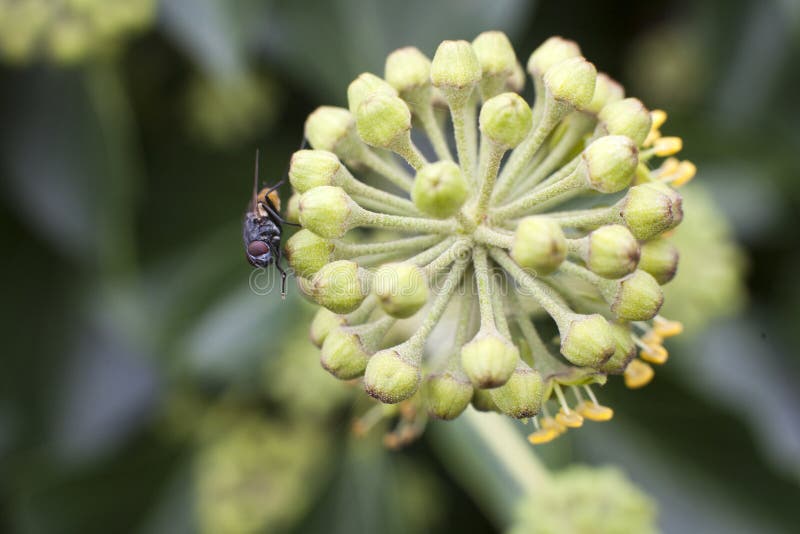 Fly Rubbing Its Legs Flower Stock Photos Free & RoyaltyFree Stock