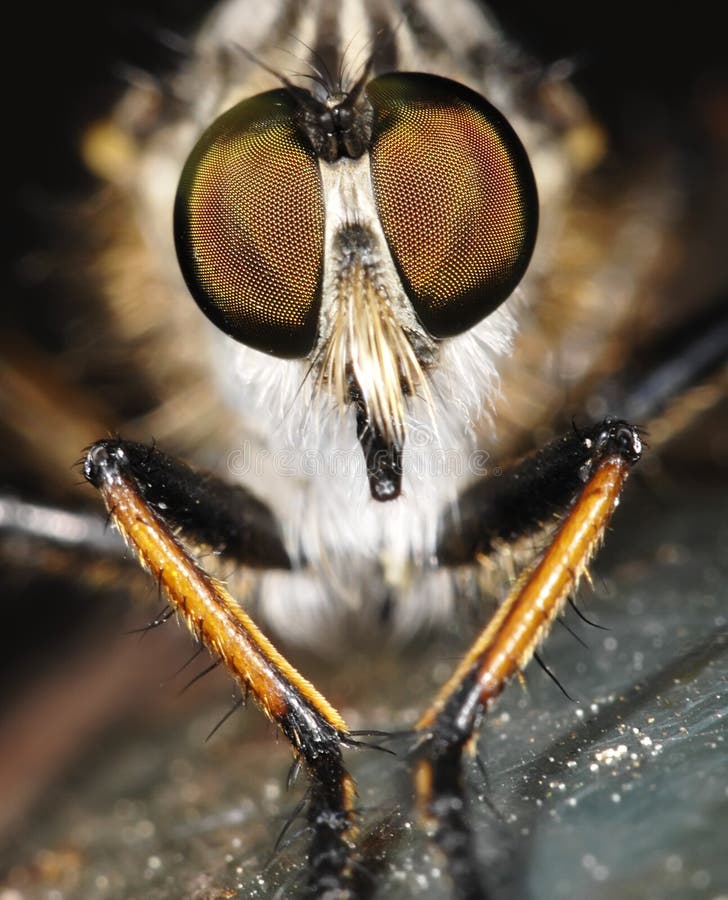 Fly portrait with big eyes. Fly portrait with big eyes